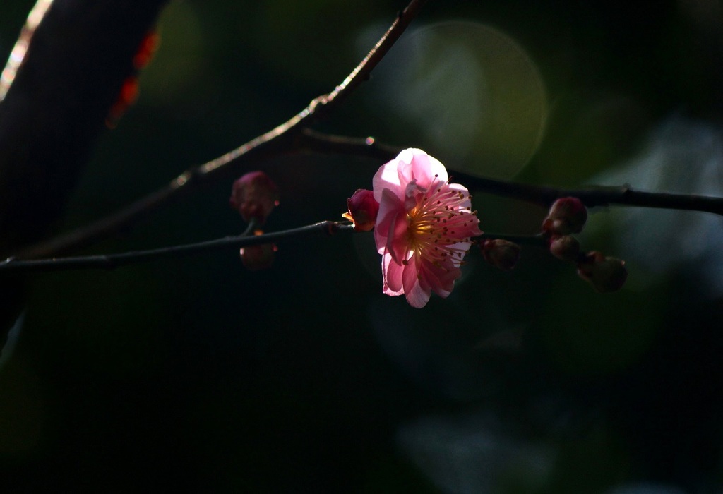 紅梅