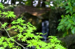 新緑の季節