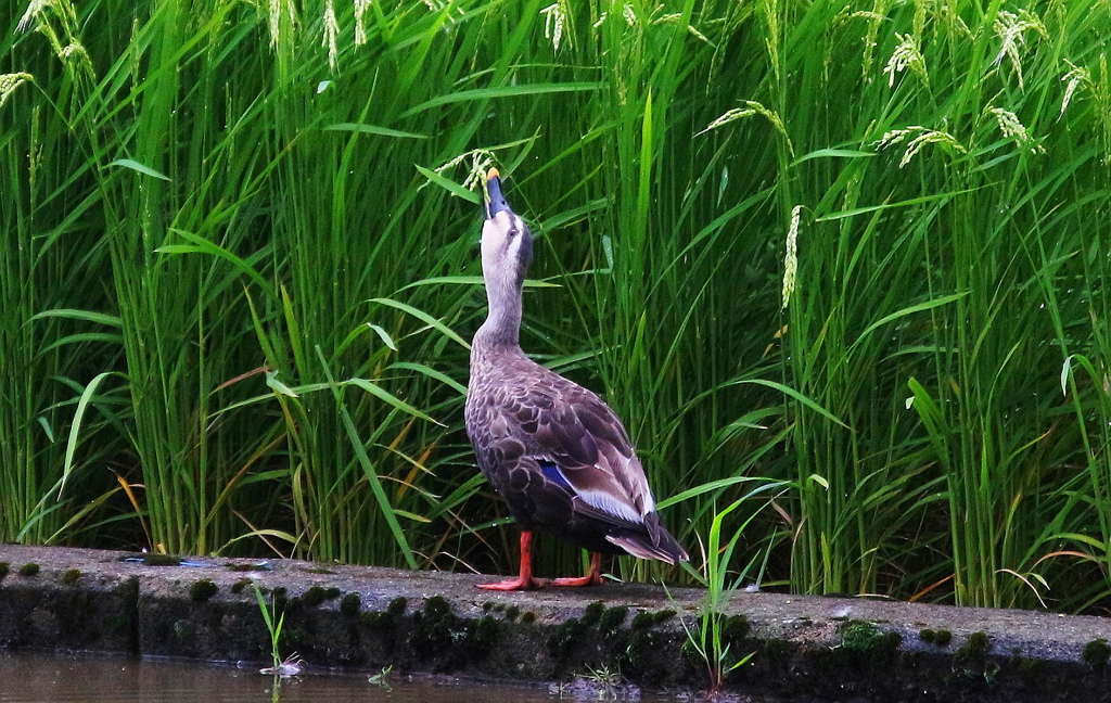 美味い！福井県産コシヒカリ