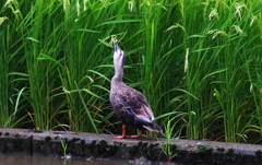 美味い！福井県産コシヒカリ