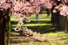 桜径