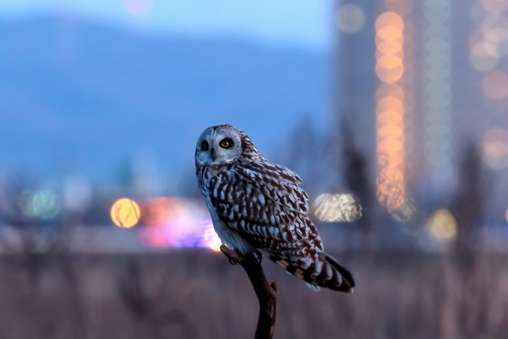 夜景に佇む