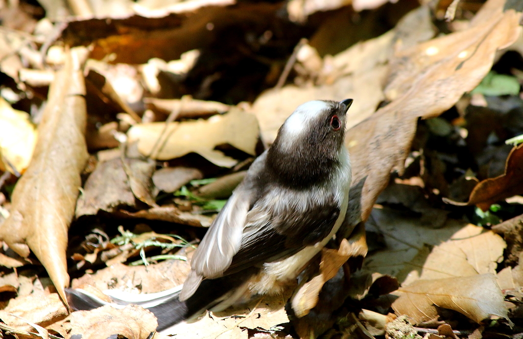 エナガ、落っこちたぁ～(>_<)