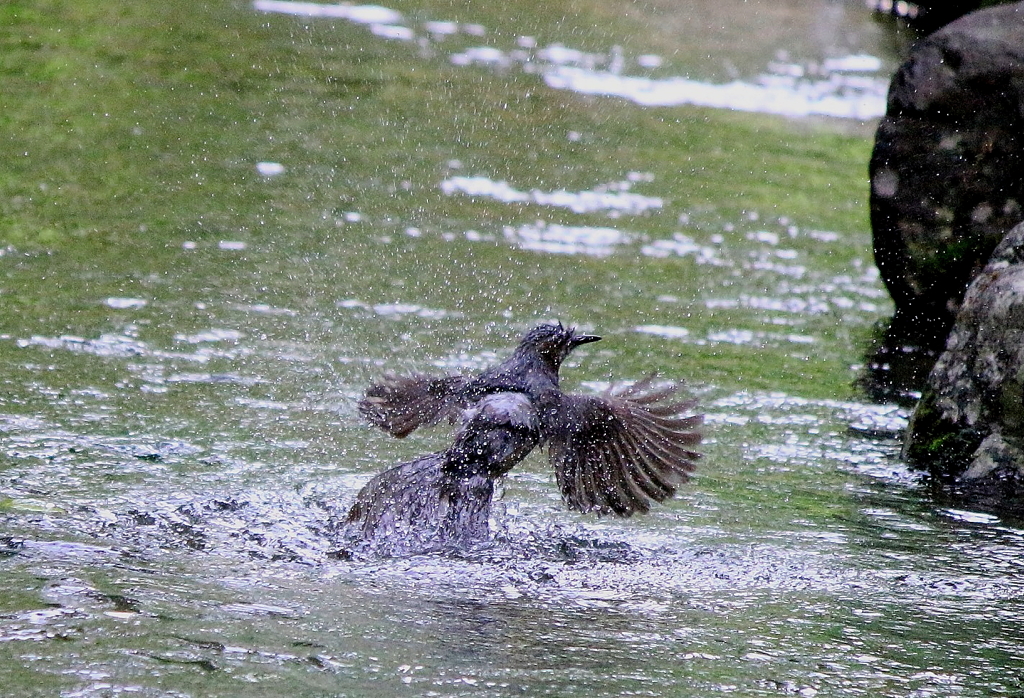 ヒヨの行水
