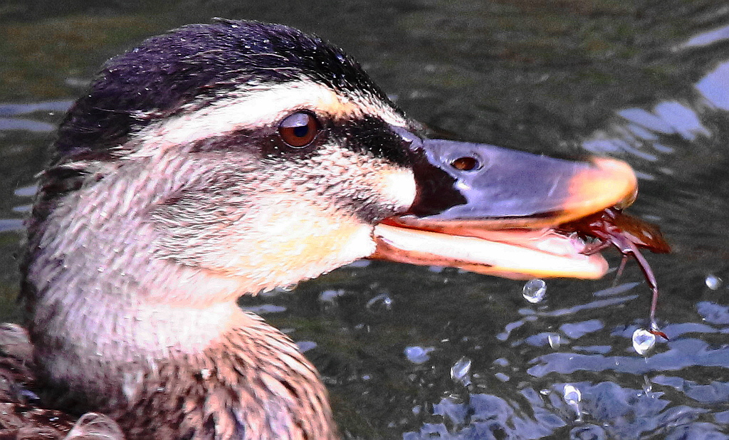 こんな物も食べちゃうのね。