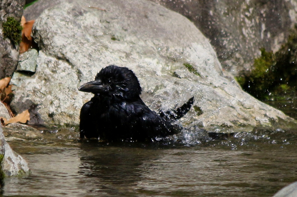 カラスの行水