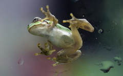 梅雨を楽しむ