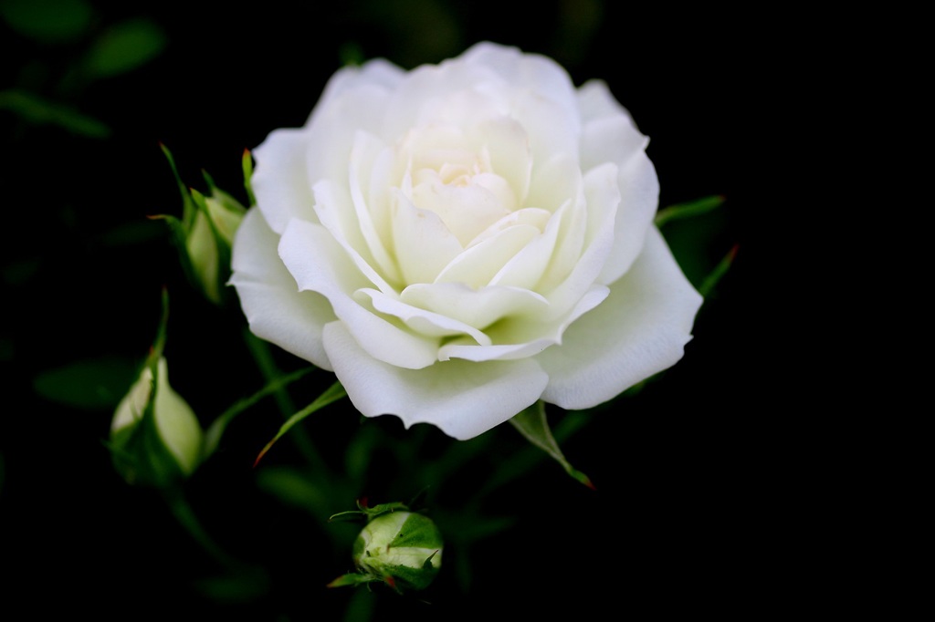 薔薇のお庭②
