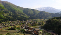 新緑の白川郷