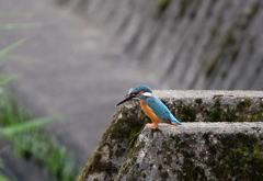 600のカワちゃん