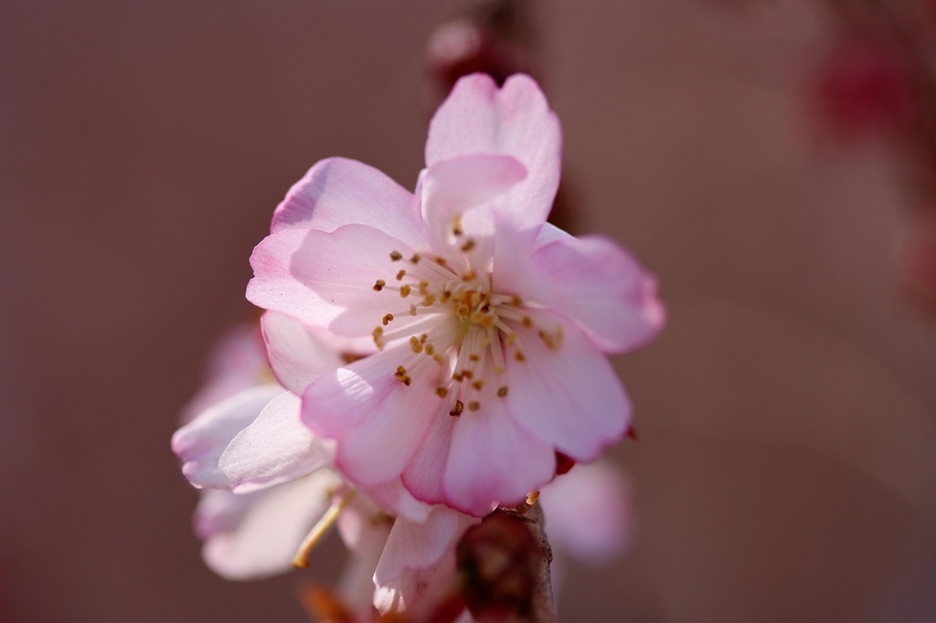 冬桜2