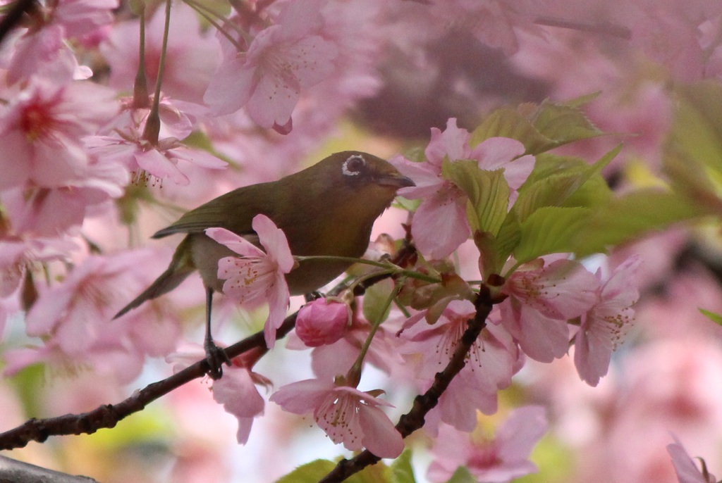 花見酒