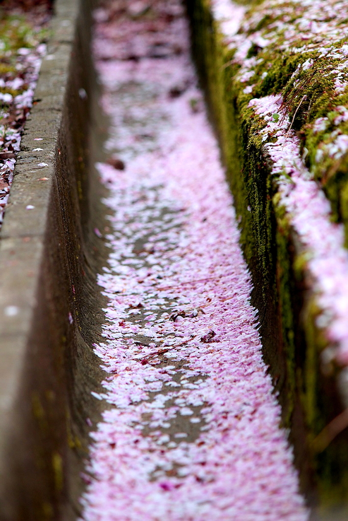 桜川
