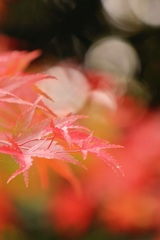 玉々紅葉