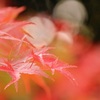 玉々紅葉