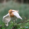 アマサギ