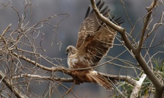 チュウヒ、足を踏み外す①