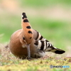 ブサッ！