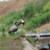 アネハヅルと仲間たち