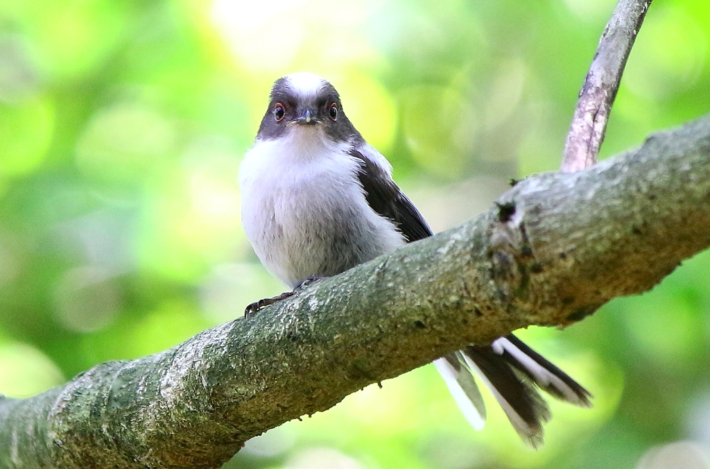 エナガ「何ですか？」