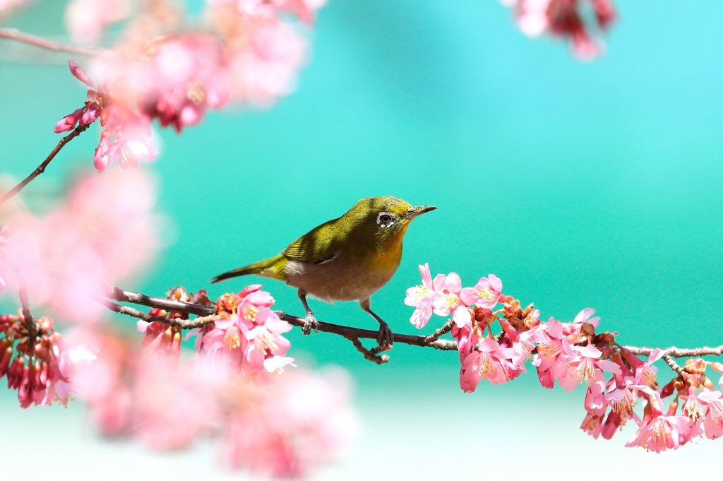 やっと春が来た！