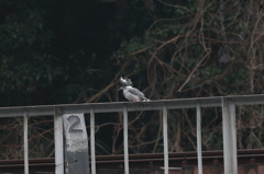 電車待ち