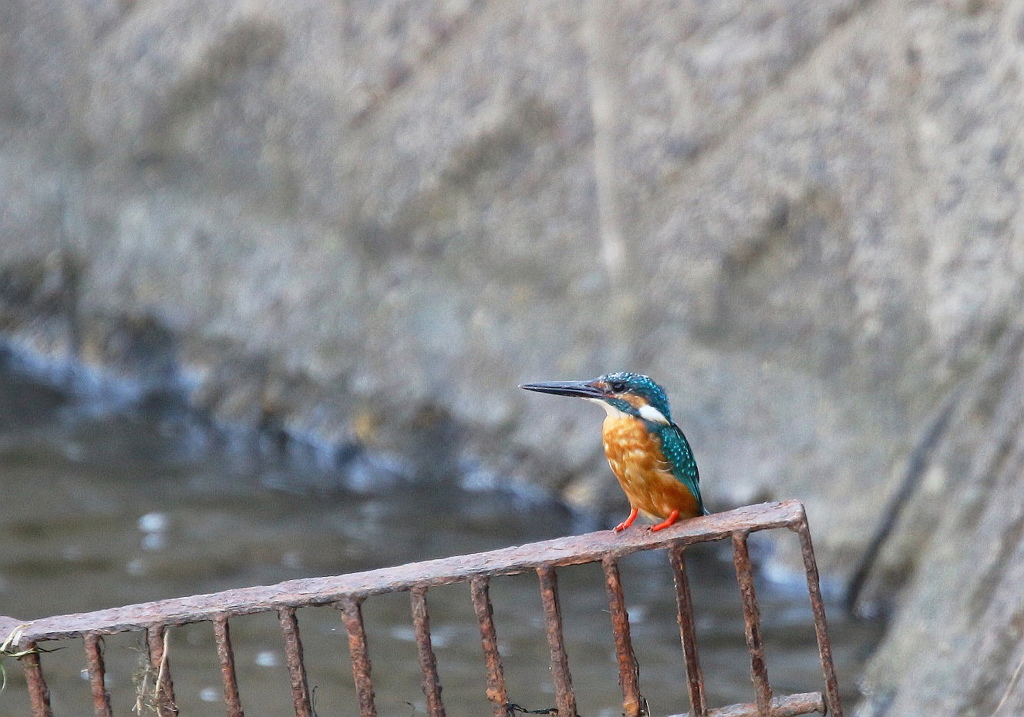見守るパパカワ
