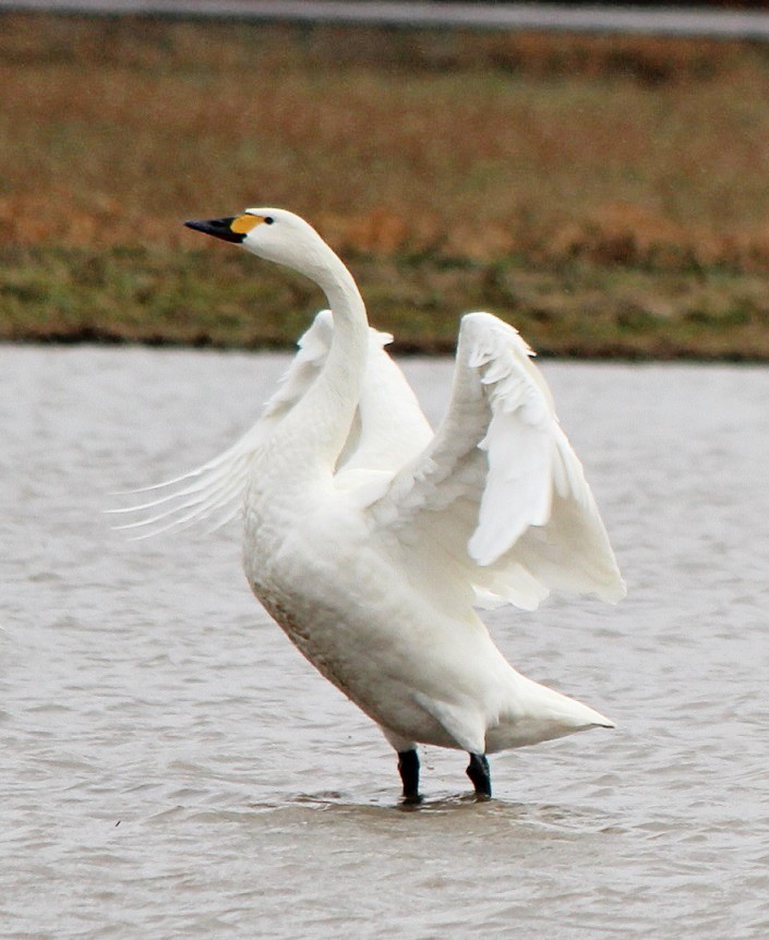 白鳥の湖