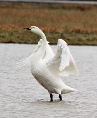 白鳥の湖