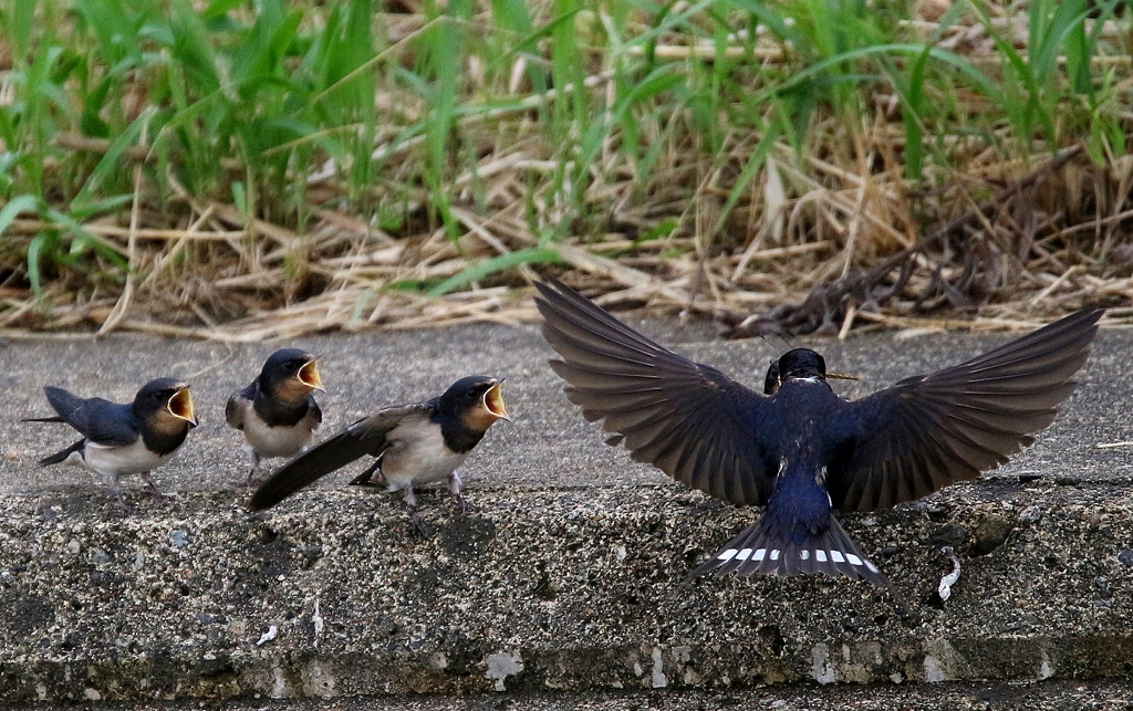ツバメ、お待たせ～！編
