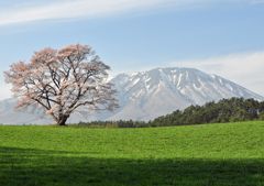 １本桜と岩手山