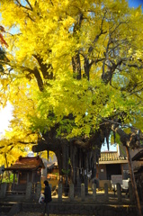 銀杏町の由来1