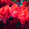 flower #5