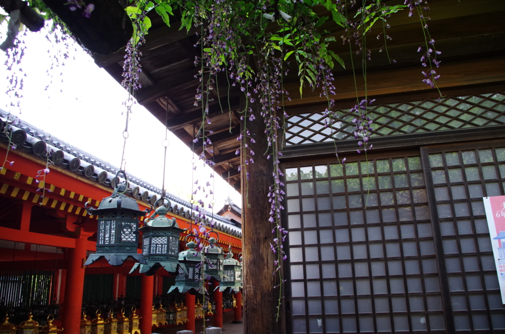 吊り燈籠と藤の花
