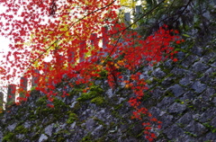松尾寺と紅葉3