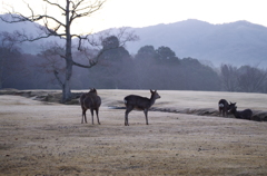 飛火野と鹿2