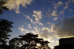 黒松と夕景