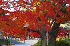 法隆寺の紅葉