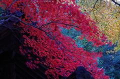松尾寺と紅葉