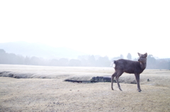 飛火野と鹿1