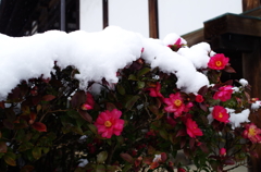 雪の法隆寺4