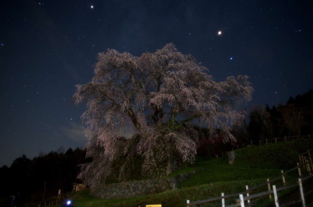 又兵衛桜（本郷の瀧桜）