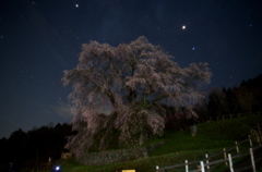 又兵衛桜（本郷の瀧桜）