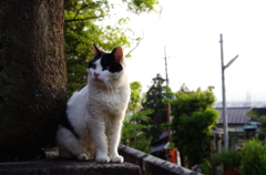伏見稲荷の猫