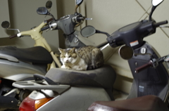 博多の猫
