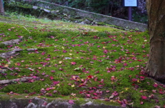 紅葉の絨毯