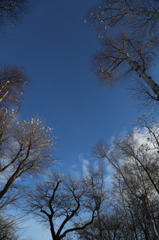 都会の森の空