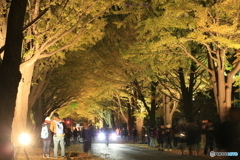 金葉祭　北海道大学イチョウ並木①