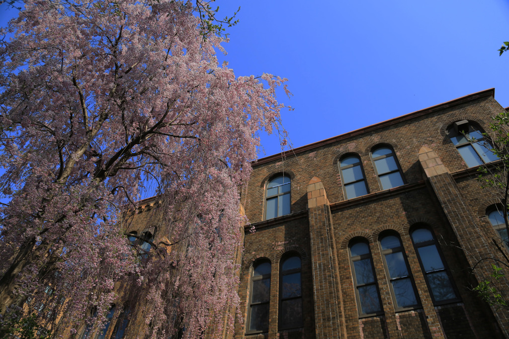 枝垂れ桜