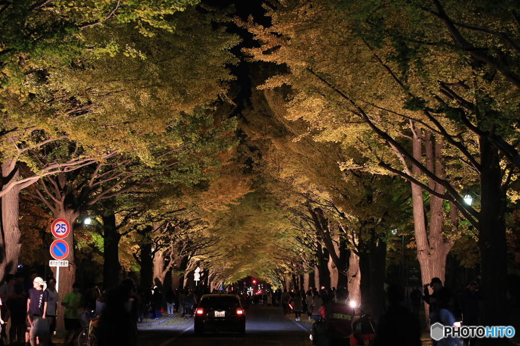 金葉祭　北海道大学イチョウ並木④